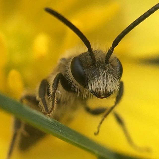 pocket_lens's tweet photo. Bee-cause we can. Here's another awesome bee shot. @Scottlovesbugs is a master of the closeup insect pictures and here's another reminder of that skill. #bee #honeybee #johnbolton #naturephotography #macro #pocketlens #yellow https://t.co/kVgqfVZ31S https://t.co/TqyERRoTpj