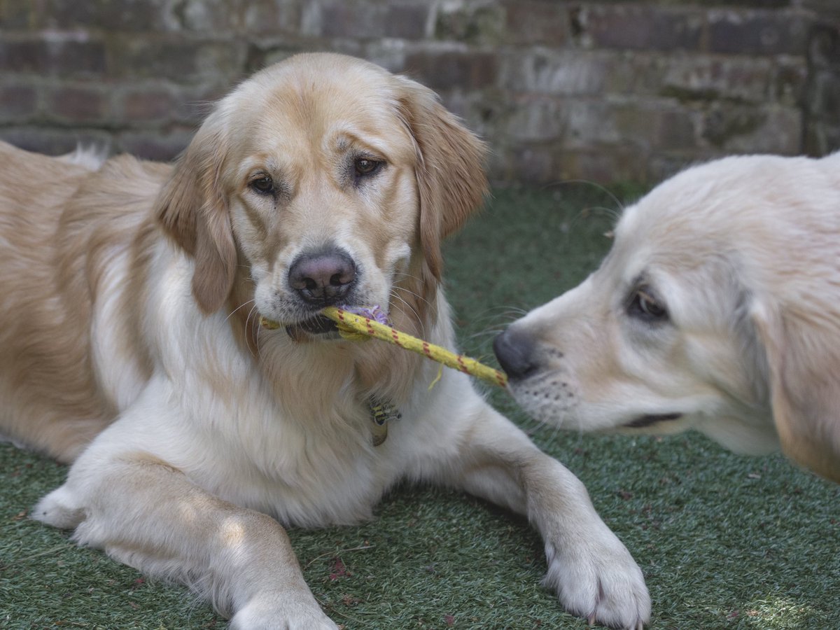 raised2guide's tweet photo. A new toy arrived ! It came with a removable pup 🤪 Guide Dog Puppy Eric ❤️ #GuideDog #guidedogpuppy #GoldenRetrievers #goldenfun #holidayseason #happyholidays https://t.co/dJWKMXsnmu