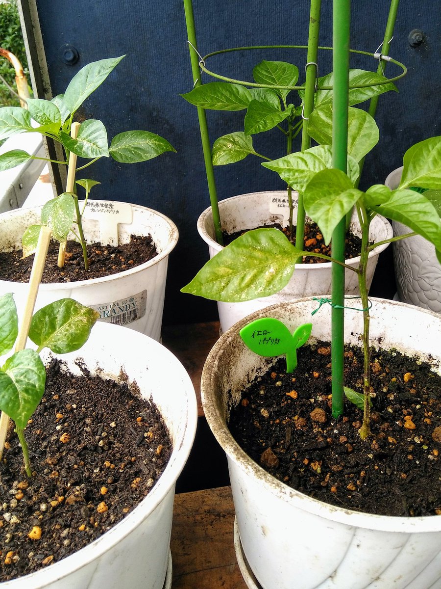 風花 Fooka 我が家の野菜達 赤ピーマン オレンジミニパプリカ イエローミニパプリカの植え替えが終わりました 昨年も晩秋までずっと 長い期間に渡り 実を付けてくれたピーマン達 今年も楽しみです 家庭菜園 赤ピーマン ミニパプリカ 風花 Fooka 我が家の野菜達 赤ピーマン オレンジミニパプリカ イエローミニパプリカの植え替えが終わりました 昨年も晩秋までずっと 長い期間に渡り 実を付けてくれたピーマン達 今年も楽しみです 家庭菜園 赤ピーマン ミニパプリカ