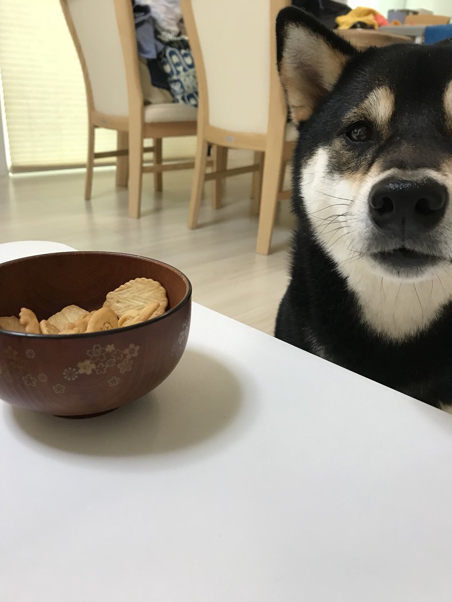 柴犬 はな ゆず En Twitter 最近は意識を高めるために 毎朝日焼け止めビビーぬって化粧してる 意識高い系です おやつは 味噌汁のお椀にいれます ゆずちゃんが くれと騒いでいます 柴犬 はな ゆず En Twitter 最近は意識を高めるために 毎朝日焼け止めビビーぬって化粧してる 意識高い系です おやつは 味噌汁のお椀にいれます ゆずちゃんが くれと騒いでいます