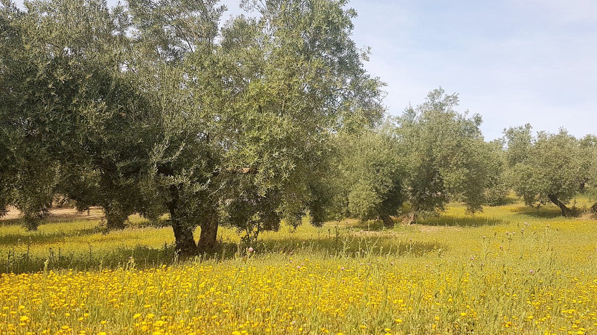 #primavera2018 belleza de los campos en flor en #SierraMágina sus #olivos se han beneficiado de las #lluvias y el #AOVE será magnifico también #aceitestellusmagna