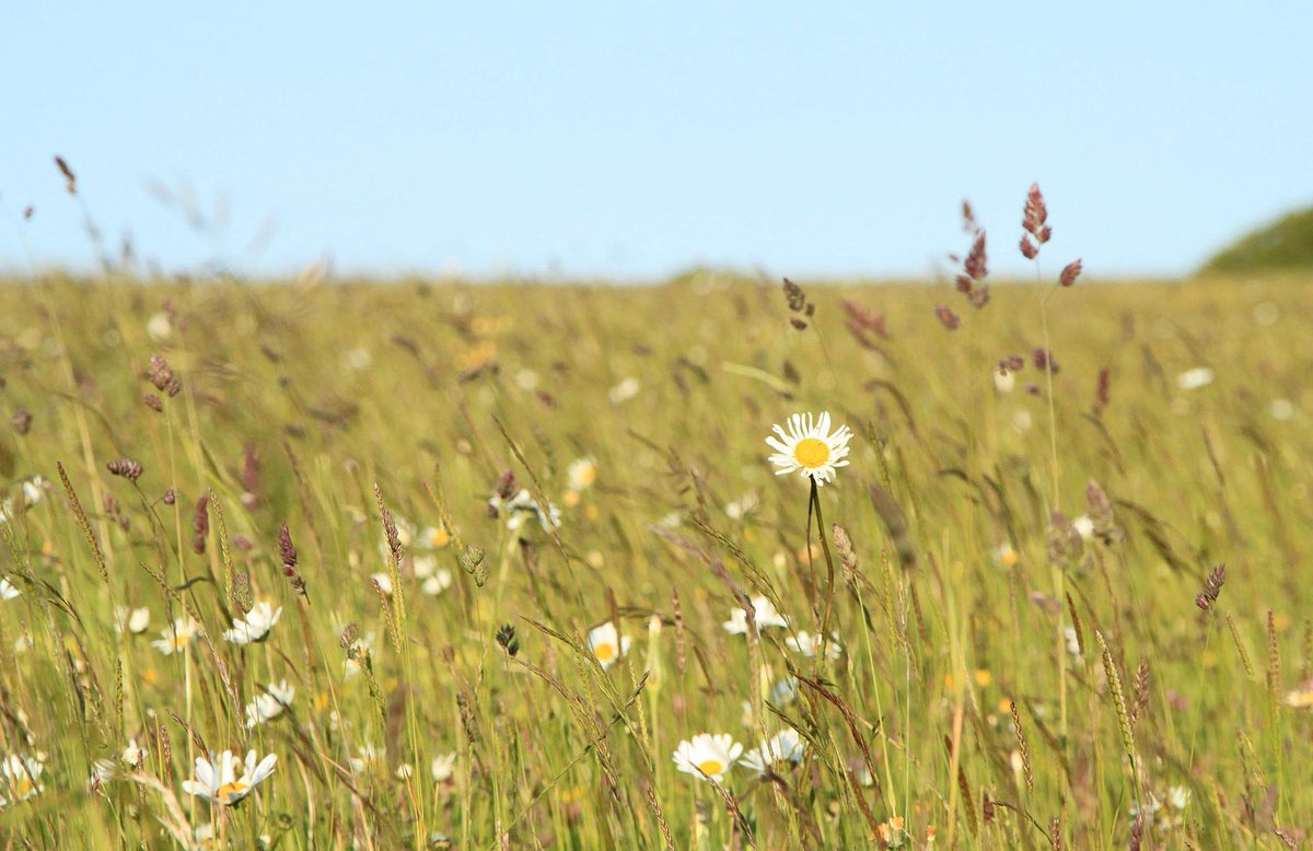This is the perfect time of year to explore our wildflower meadow. Our lovely rangers have cut pathways through the meadow for explorers of all ages. If you're lucky you might spot a bee orchid. #wildflowers #exploresummer