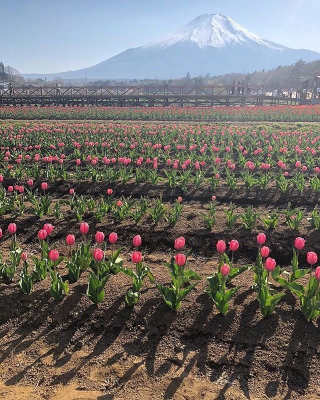 Tulips all in a row at the foot of Mount Fuji 🌷🌷🌷
.
.
 #seedscolor #simplebeautyseeker #botanicalforagersunitedsocietyinc #seekinspirecreate #alittlebeautyeveryday
 #prettycreativestyle #botanicaldreamers #alltheprettyflorals #slowfloralstyle #inspir… ift.tt/2J42jgS