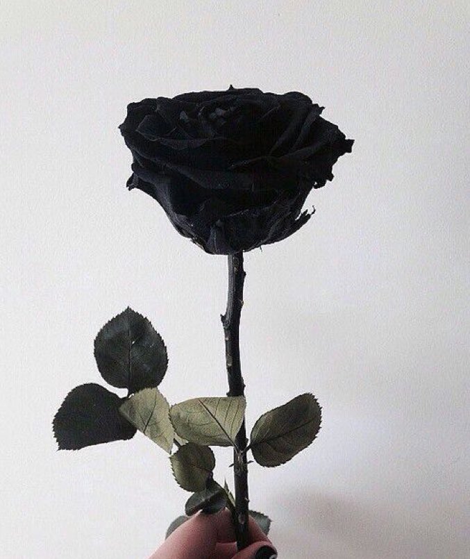 fathiya_days's tweet photo. #only_black ✨ https://t.co/HEVjryil2l
