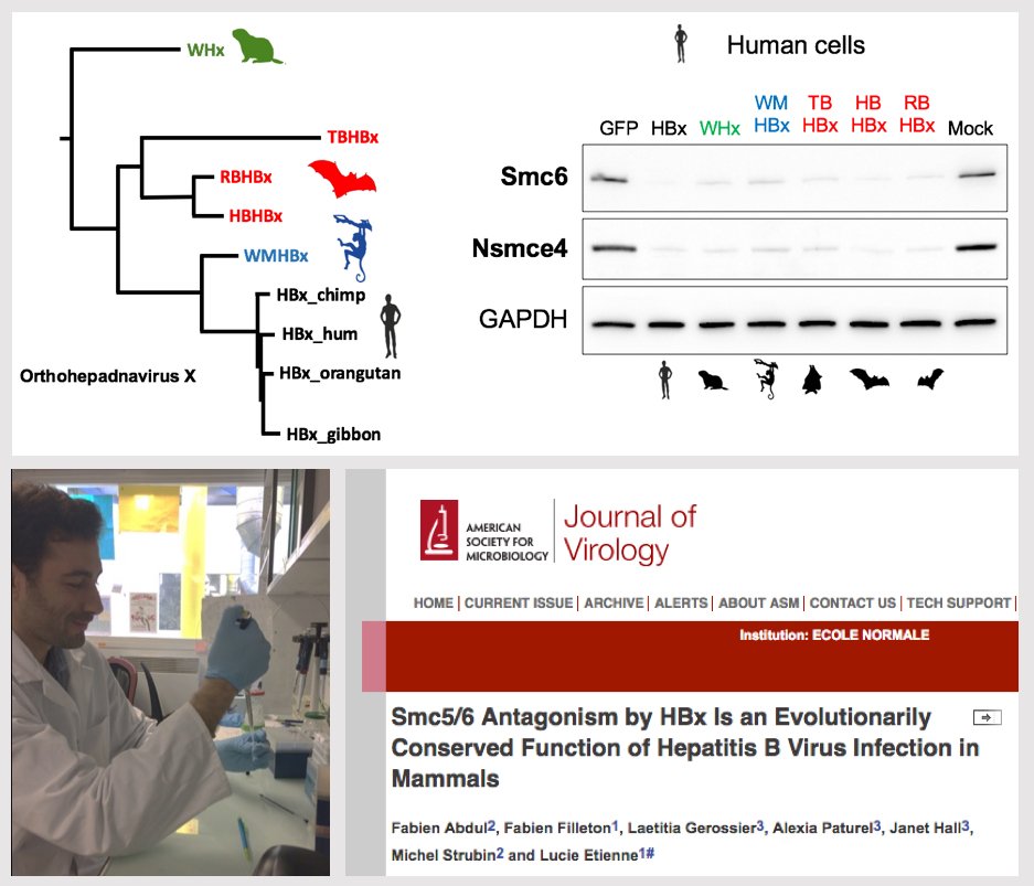 Lucie_Virevolte's tweet photo. Congratulations to Fabien Filleton in the lab, co-first author on our latest study showing “Evolutionarily-conserved Smc5/6 antagonism by mammalian hepadnavirus/HBV X proteins”. It is today in Journal of Virology! @CIRI_lyon @insb_cnrs https://t.co/tl0er3WGuA https://t.co/FCRTMEfsjd