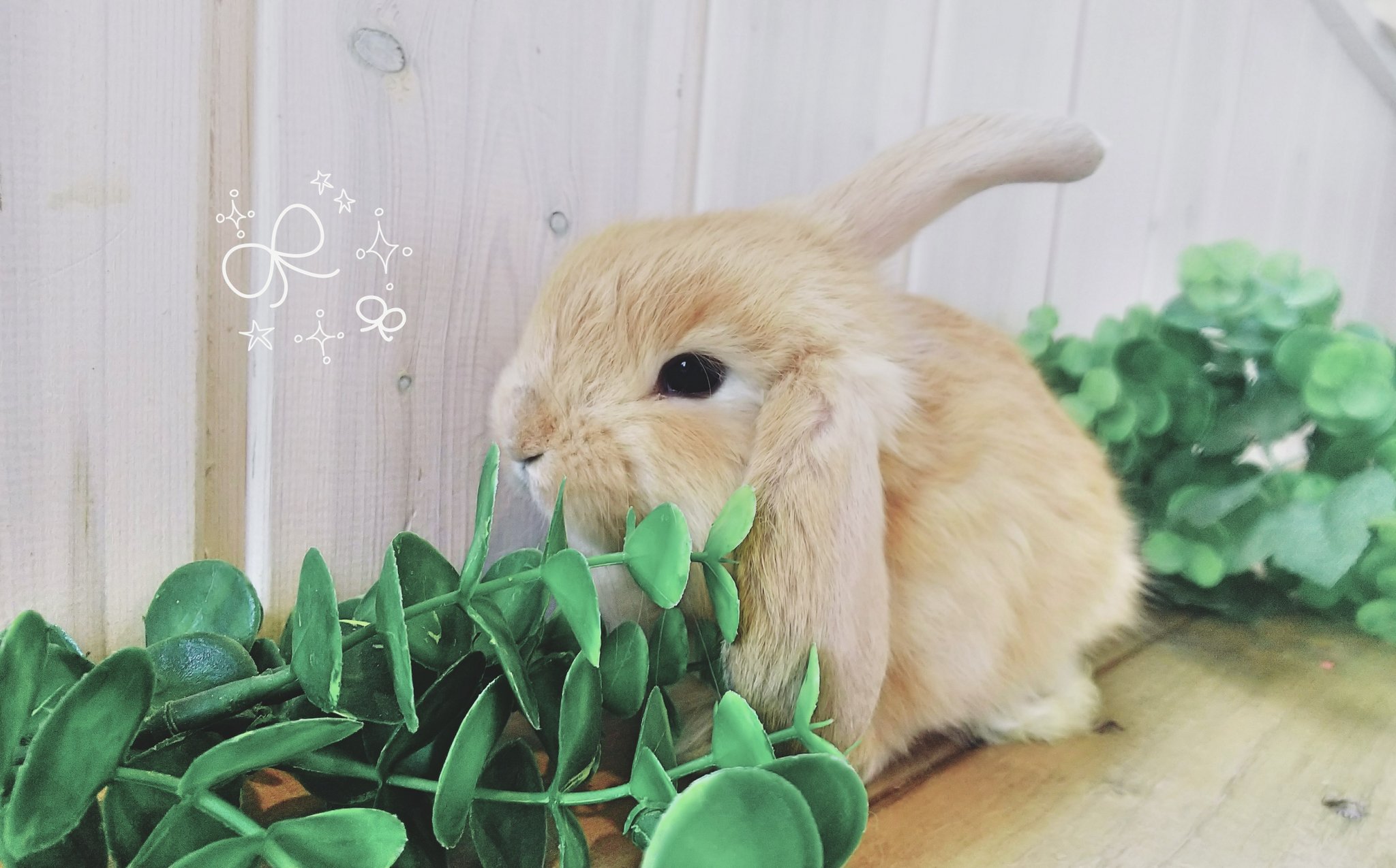 تويتر カワウソカフェ Harry原宿テラス店 على تويتر おみみがまだたれきれないのは あかちゃんゆえ うさぎ うさぎカフェ 動物カフェ ペットショップ 原宿 東京 キャットストリート 表参道 神宮前 ハリネズミカフェ 小動物 T Co Ivboevoiw1