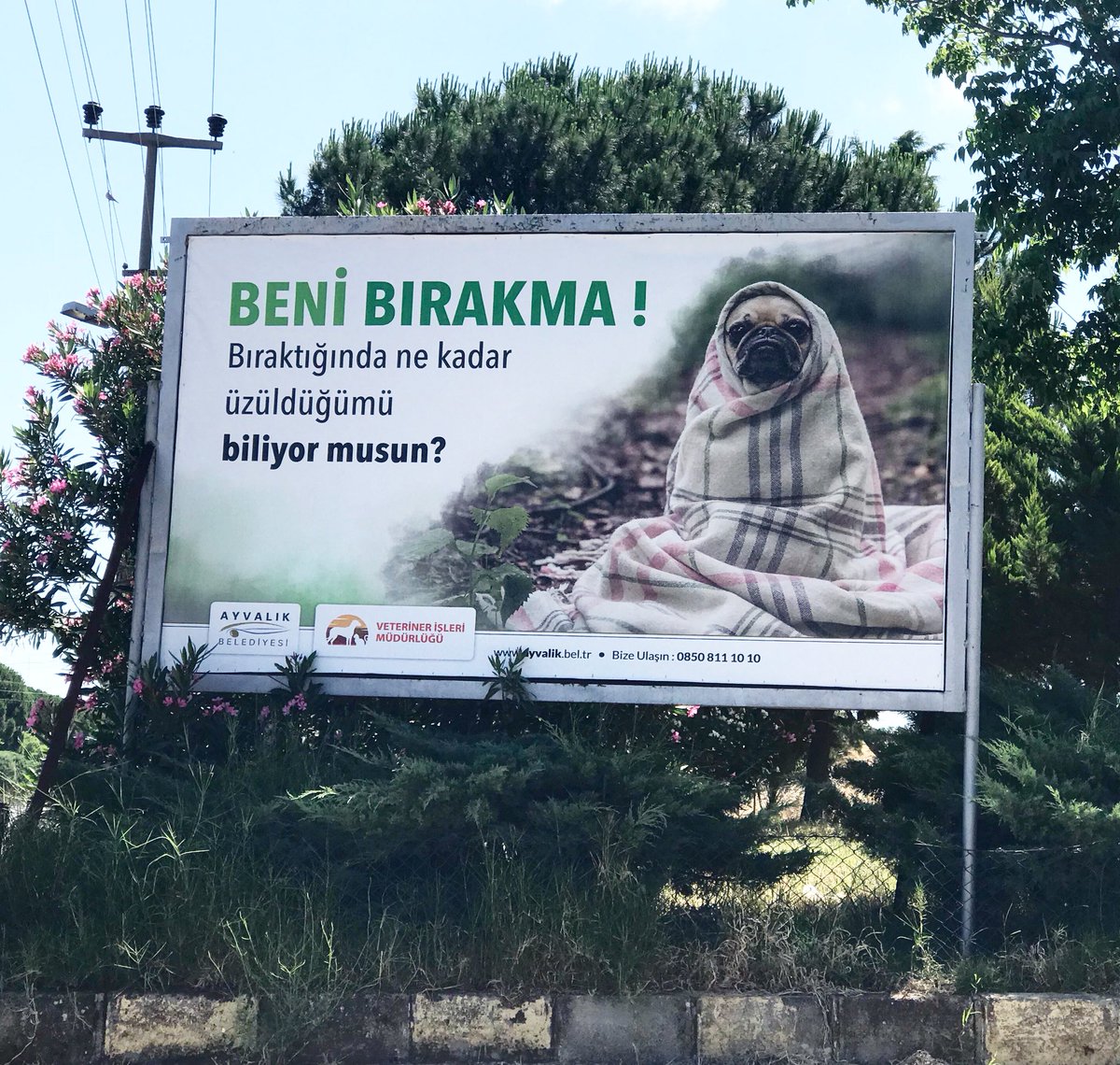 BENİ BIRAKMA!
Bıraktığında ne kadar üzüldüğümü biliyor musun?
@ayvalikbelediyesiveterinerlik