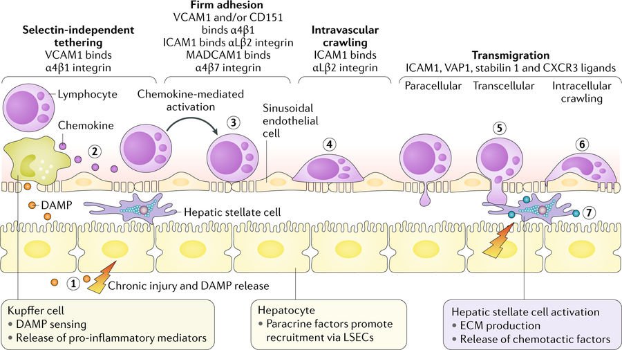 free stem cells and regenerative medicine neurological diseases and cellular therapy stem cells laboratory and