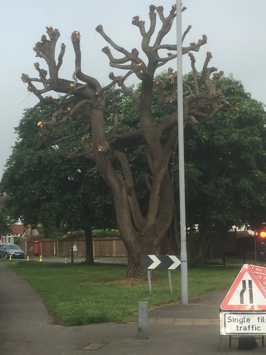 ChessingtonTalk's tweet photo. One of the most beautiful trees in #Chessington has had a severe haircut!
Hope the poor thing survives 😔 https://t.co/bI3J5k1hvg