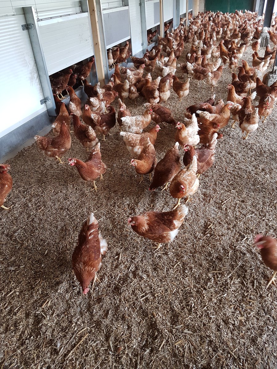 Kippen en olifanten gras, de beste combinatie tot heden. Dankzij Wim en Marja.