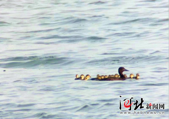 People's Daily, China tweet media