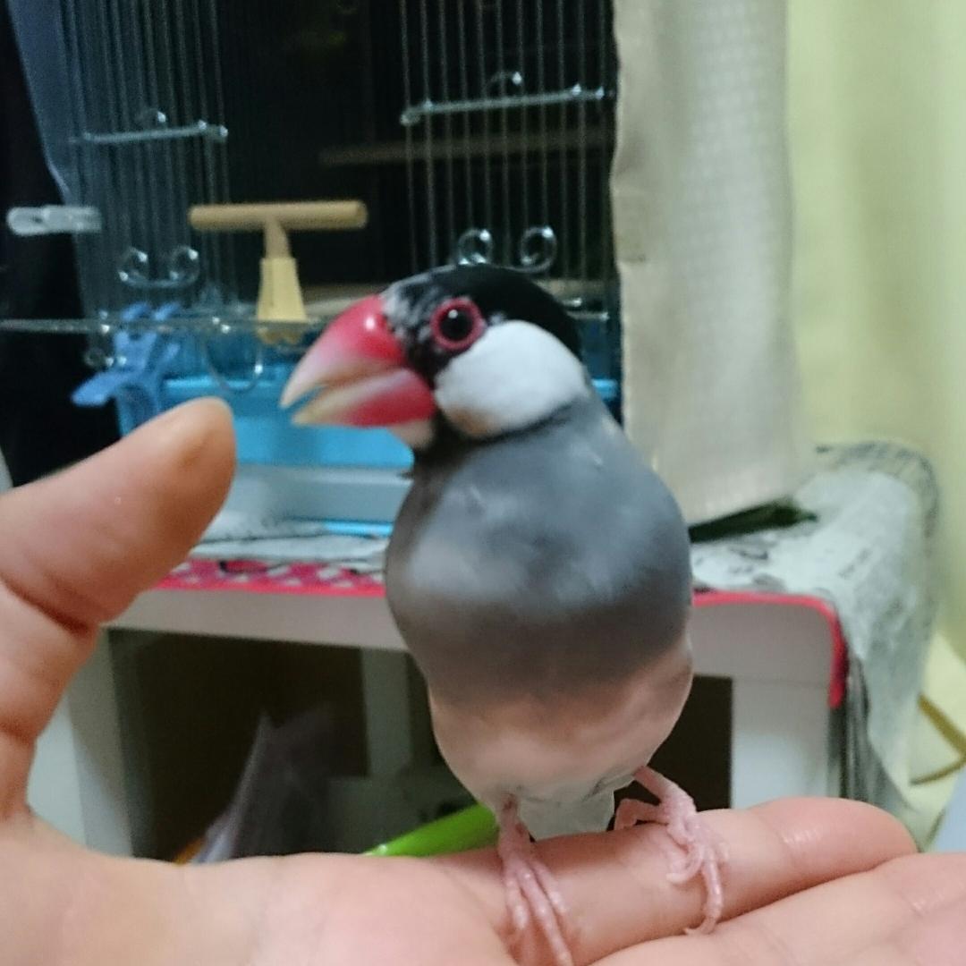 しろみ V Twitter 飼い主の指を思いきり噛む文鳥 親指の影は噛み痕