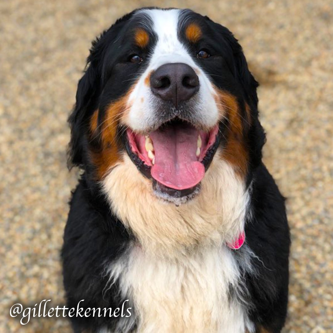 Gillette Kennels (gillettekennel) Twitter