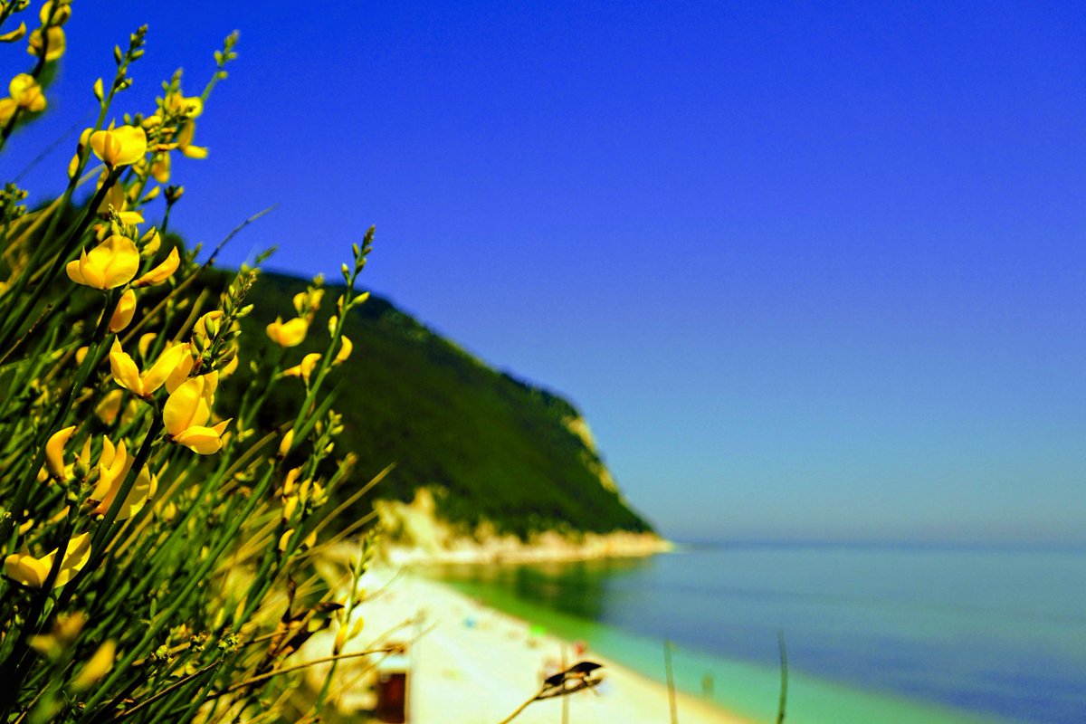 volete riempirvi gli occhi di giallo, verde e blu?
Riviera del Conero e Colli dell'Infinito 
#ginestre #parcodelconero #mareadriatico
