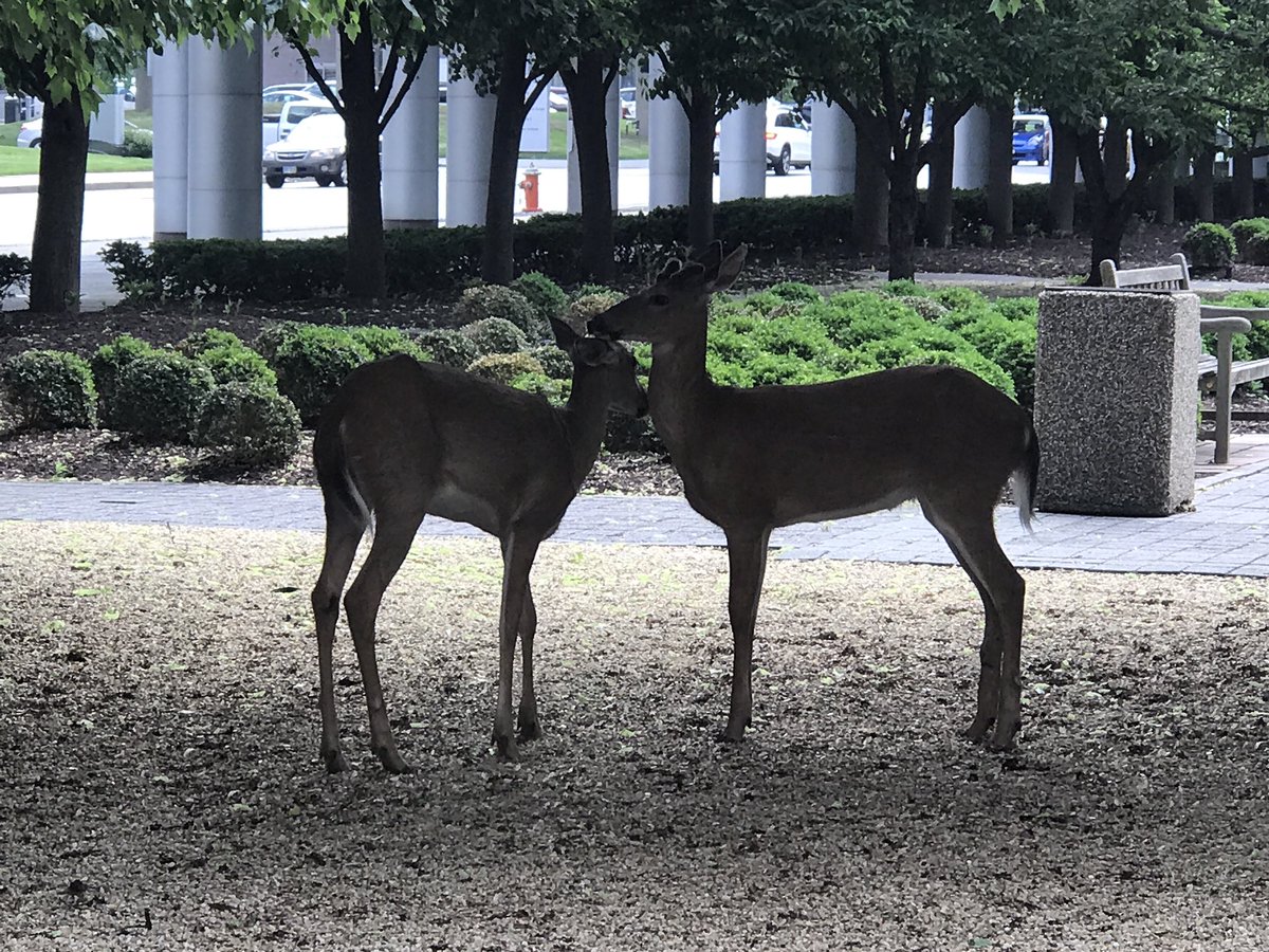 DokenSemihcan's tweet photo. I Just saw two cute deers in a very urban place. @CCLRI backyard. #Ineedapet Lol https://t.co/gluKTKVGIJ