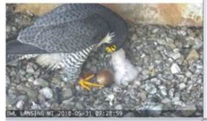 BWLComm's tweet photo. GREAT NEWS!  One of the peregrine falcon eggs has successfully hatched.  Stay tuned to the Falcon Cam! https://t.co/UzoNdE47Gq https://t.co/qzcmpGRzBL
