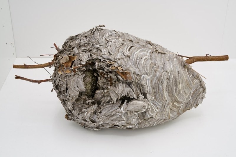 relievecontemporaneo.com/becoming-anima…