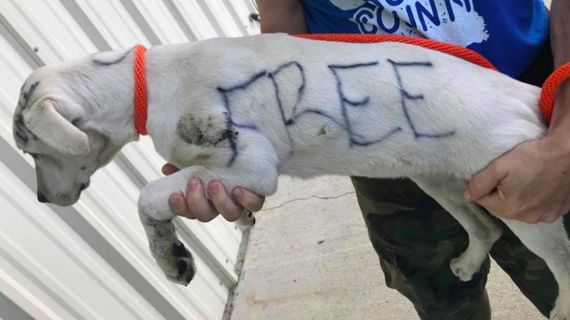 WaltersDogBalm's tweet photo. Dog Abandoned &amp; Written On With Permanent Marker Finally Has Hope For A Better Life https://t.co/9saieTeDHd https://t.co/mp3FCRVZZE