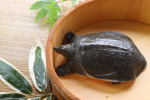 And B على تويتر すっぽんサプリのおすすめポイントは 複数種類 高濃度のアミノ酸も同時に摂取できる点 年齢肌 疲れにおすすめすっぽんサプリ すっぽんのコラーゲン アミノ酸効果 美肌髪 代謝にすっぽんエキスが良い理由 T Co Cqo9thke5i おすすめ