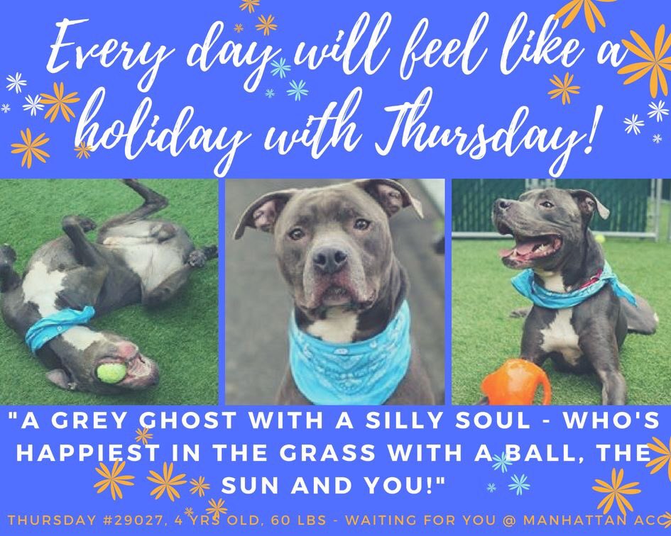 nasrene41's tweet photo. ELEGANT #THURSDAY TOO BIG FOR OWNER’S APARTMENT! NOW CONDEMNED FOR A TREATABLE #COLD! HE NEEDS A FAMILY WHO’LL LOVE HIM! #RESCUEDOGS #CIRDC #FOREVERHOME #FOSTER #ADOPT #SAVEALIFE #EndBSL #GetYourRescueOn #HumaneNY #SaveTHURSDAY #TeamZay https://t.co/b46QXQOYXQ https://t.co/TADOavME2z