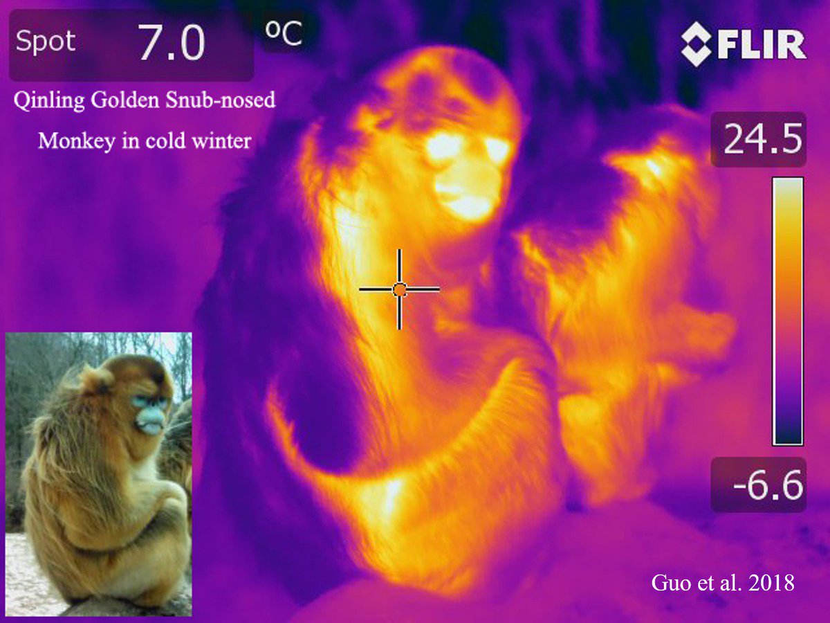 nicolettarig's tweet photo. online today! 🐒❄️
Nutrient-specific compensation for seasonal cold stress in a free-ranging temperate colobine monkey #nutritionalgeometry #nutrientbalancing #thermoregulation #heatloss #Rhinopithecus #China
https://t.co/NVb17HcpaJ https://t.co/eE15uIp1FM
