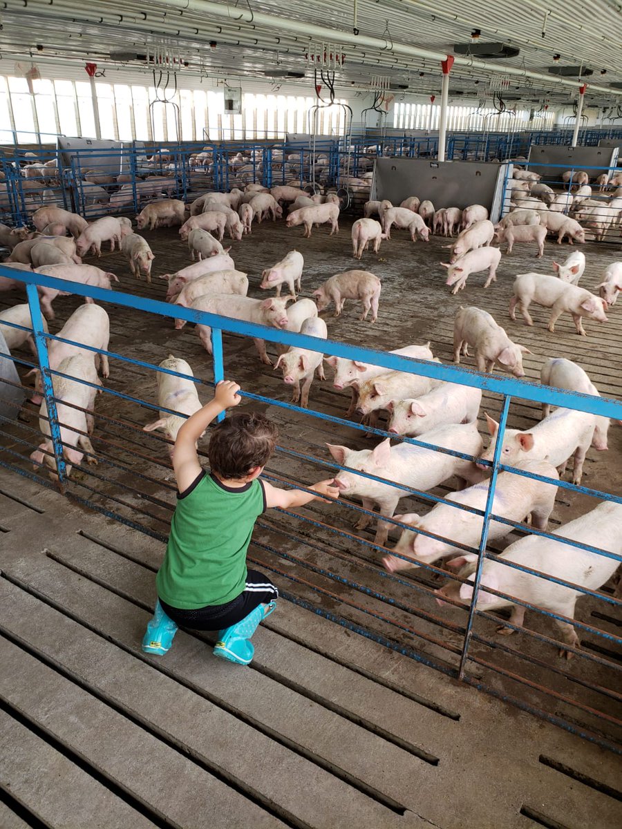 LatinaFarmerUSA's tweet photo. Just a #littleboy and his #pigglets Raising one strong, kind, smart, boy at the time #countryboys #farmkids #porkfarmers #Realpigfarming with @bjbell60 https://t.co/RmK6fea14x