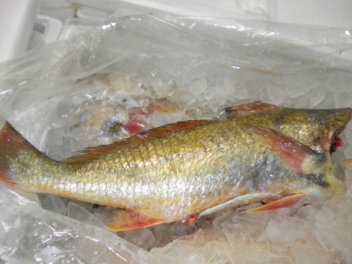 SeasourceImport's tweet image. #GoldCorvina specials from artesanal vessels for premium quality.