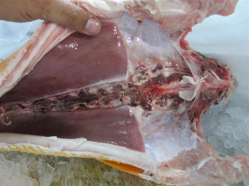 SeasourceImport's tweet image. #GoldCorvina specials from artesanal vessels for premium quality.