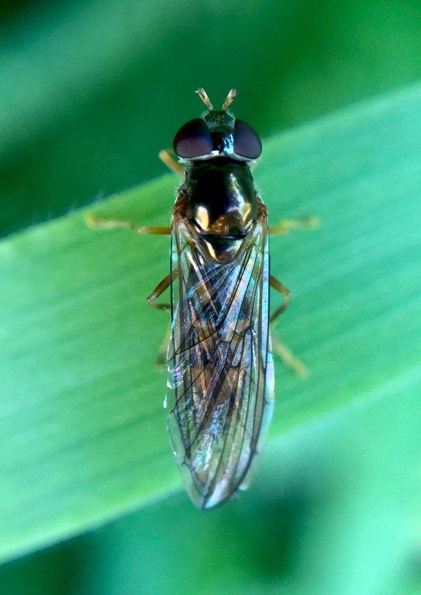 bernoid's tweet image. #bugaday