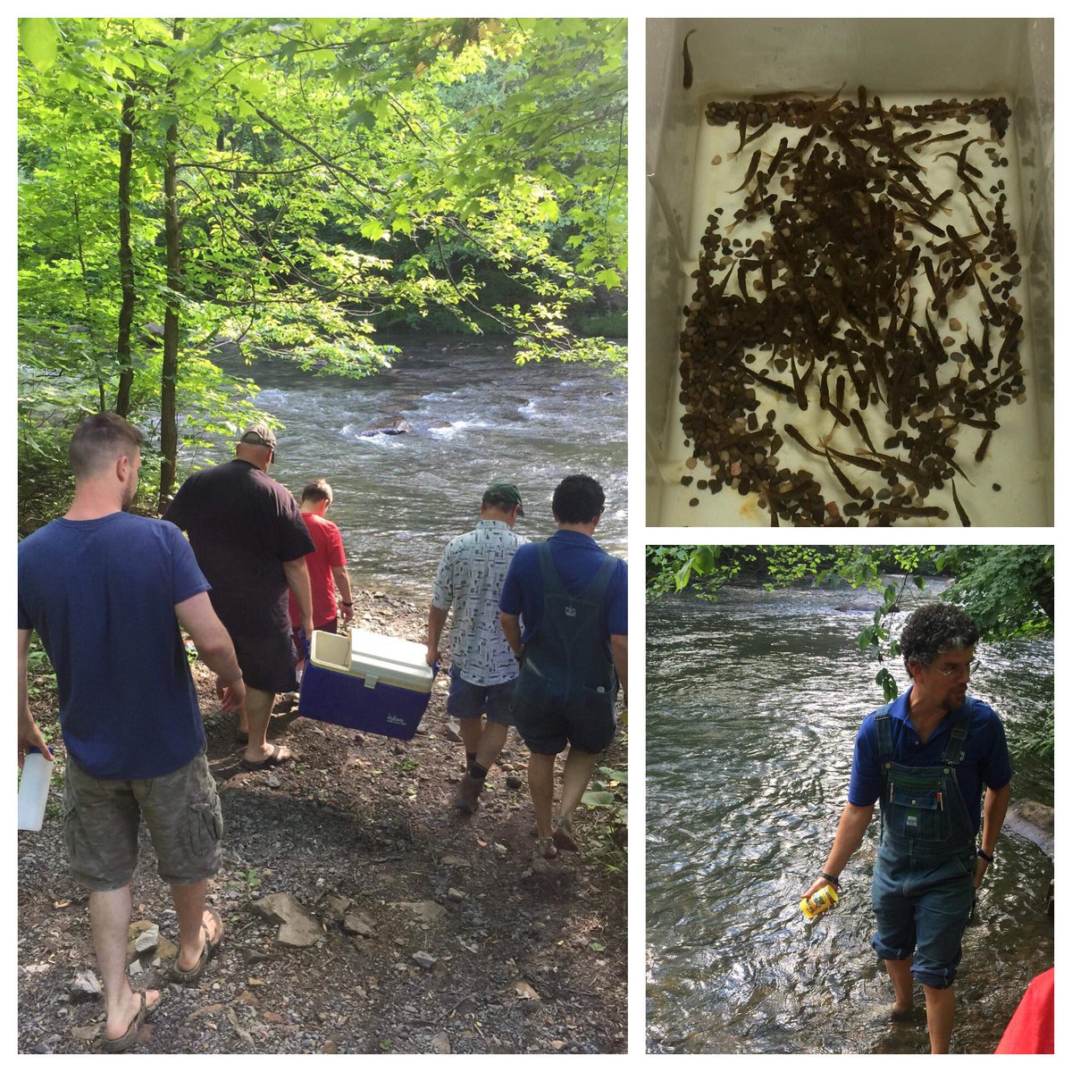 Skyview_Elem's tweet photo. Mr. Nantz releases trout that his class helped raise. This is a spectacular thing and a labor of love. Thanks Mrs. Coker for helping and being part of this amazing learning experience! #🚀pride https://t.co/02p3xoWwcy