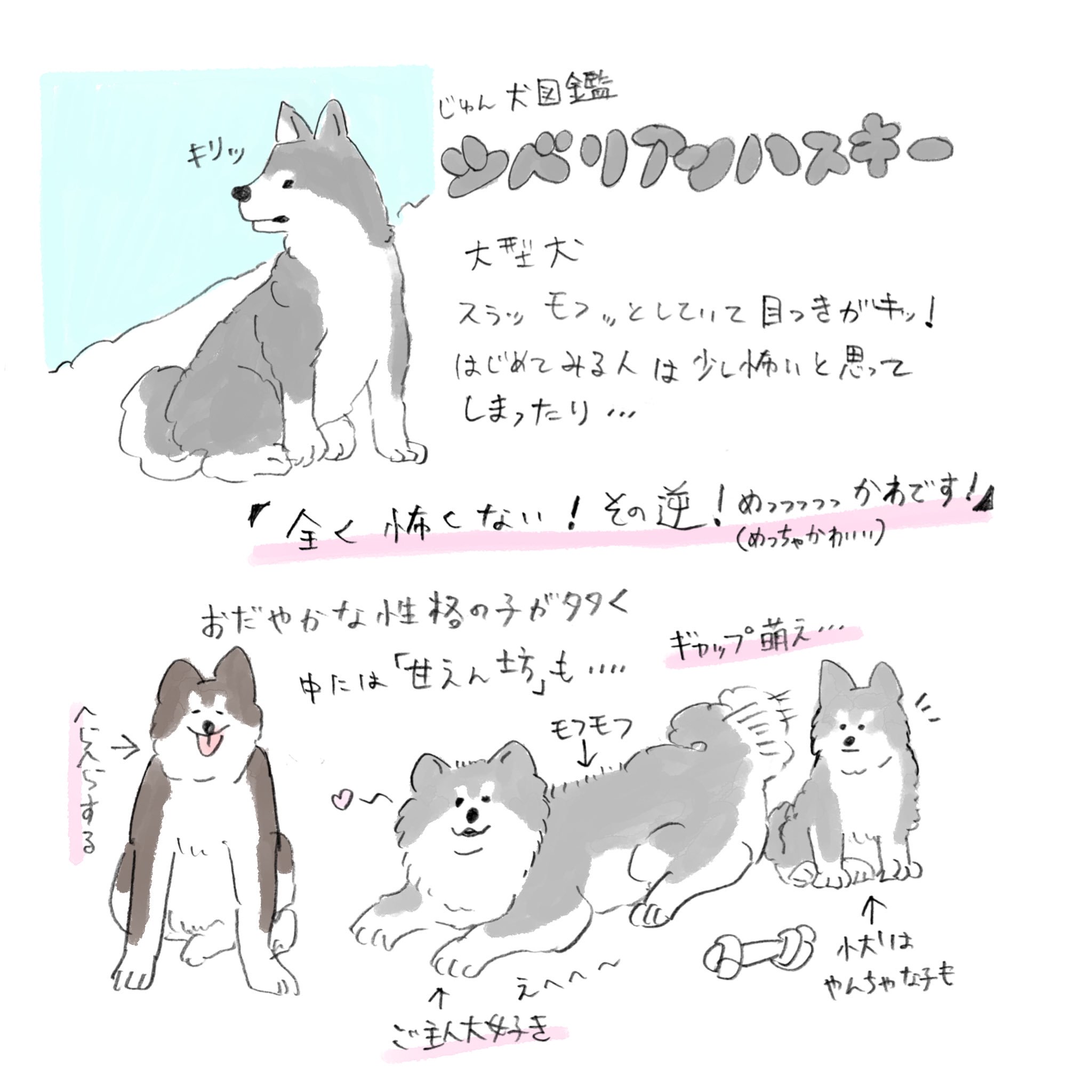 Twitter 上的 じゅん ゆるいぬ図鑑 シベリアンハスキー 怖い顔してるけど怖くないよ 可愛いよ T Co Gvi3q4xckj Twitter