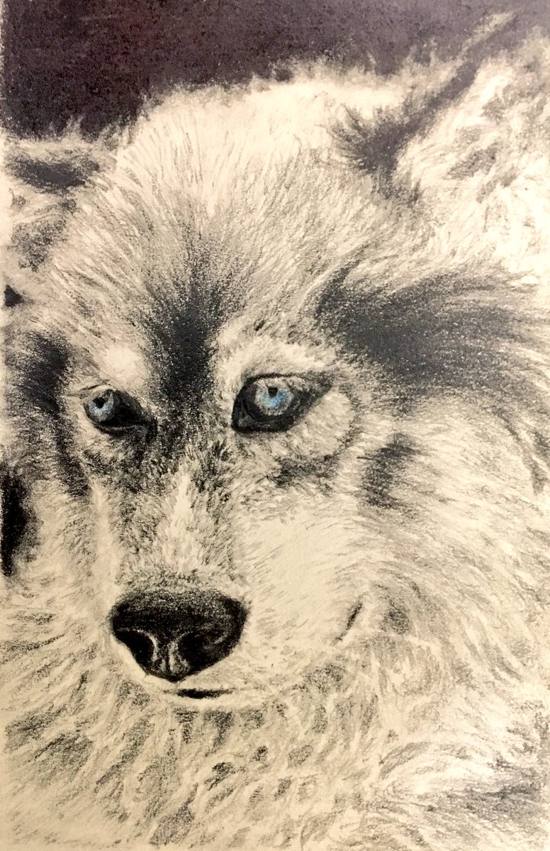 カネノトミカズ トミー A Twitter こんばんは 今年描いた犬のイラスト その3です 多分 ハスキーです 絵 イラスト 絵描きさんとつなか繋がりたい いぬ ハスキー 鉛筆画 模写