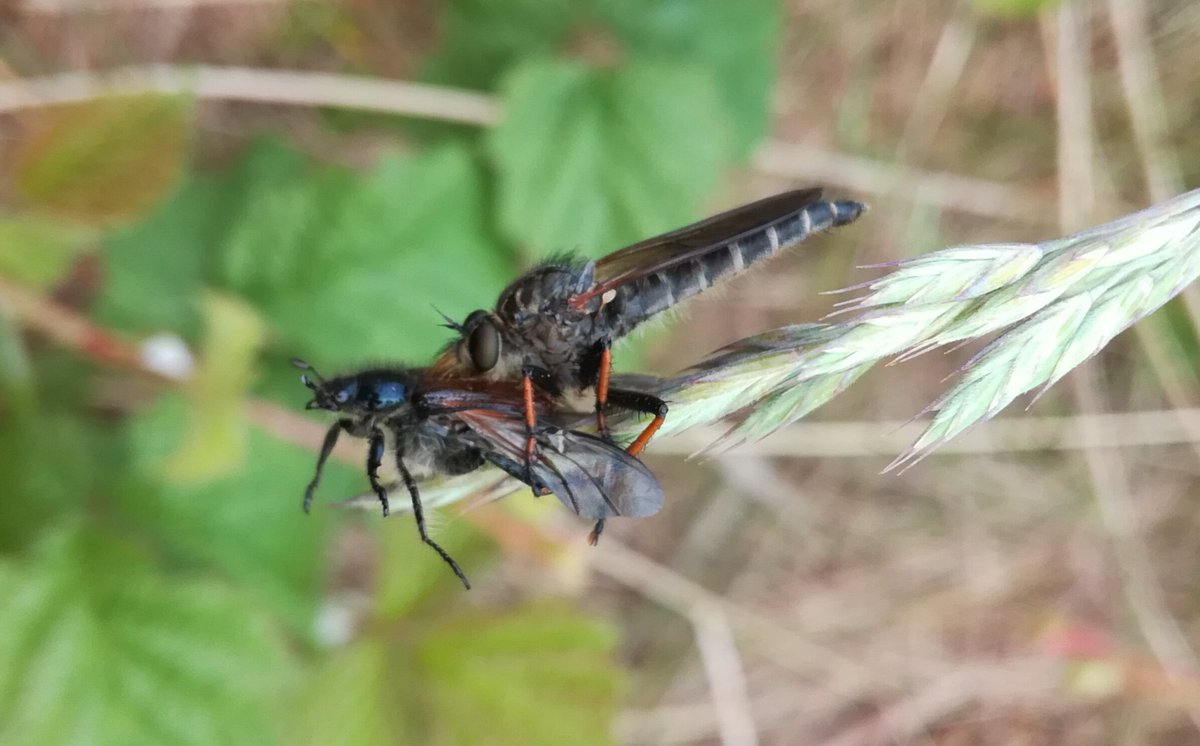 Chris Harvey (@dr_chris_harvey) on Twitter photo Fearsome robber fly feeding on prey on sand dunes of Aberffraw in Wales. Spotted on field course with <a href="/CCCU_LifeSci/">CCCU Life Sciences</a> students. #ecology #entomology Fearsome robber fly feeding on prey on sand dunes of Aberffraw in Wales. Spotted on field course with <a href="/CCCU_LifeSci/">CCCU Life Sciences</a> students. #ecology #entomology