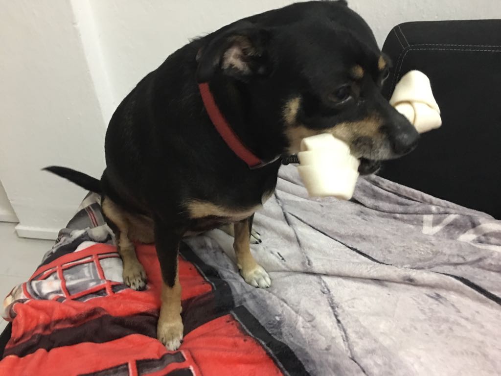 TexasDogAbroad's tweet photo. https://t.co/28oAEFu2RI