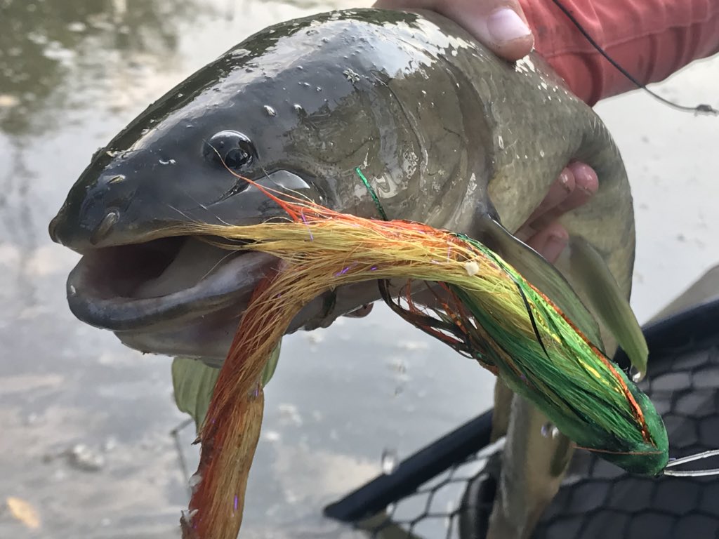 KeystoneAngler's tweet photo. My client Olivia with a Bowfin she caught while Musky fishing with me. #keystoneanglersguideservice #flyfish #flyfishing #fish #fishing #flyfishpa #paflyfish #musky #bowfin #pamusky #esox https://t.co/xVod3KDAbq