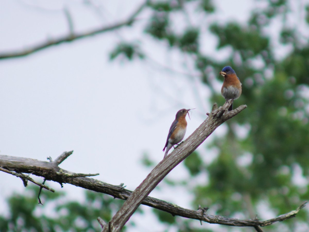 bri2367's tweet photo. eastern bluebirds carrying food and nesting materials
28 May 
#SavePachuagForest #CtBirdAtlas https://t.co/Sae9d4PFCV