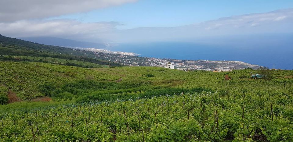 Turismo La Victoria (@lavictoriaturis) on Twitter photo Visita a la ruta de los castaños y la vid
lavictoriademicorazon.com/2018/05/31/las…
<a href="/teneriferural/">Tenerife Rural</a> #lavictoriademicorazon Visita a la ruta de los castaños y la vid
lavictoriademicorazon.com/2018/05/31/las…
<a href="/teneriferural/">Tenerife Rural</a> #lavictoriademicorazon