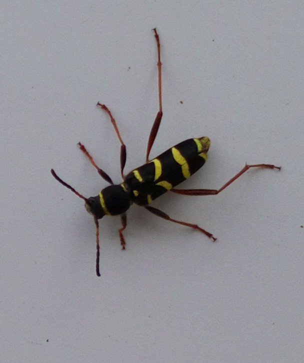 Cool wasp mimic beetle on my van door today!