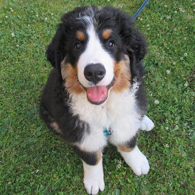 narabernese's tweet photo. Happy #tbt to the #puppytime !
Found this photo going through some older memory cards - Nara: ‘I was never that small’ 😇
#throwbackthursday #throwbacks #tbt❤️ #sweetpup #puppyeyes #bernerpuppy #bernersennenhund #bernesemountaindoglovers #bmd #bernerl… https://t.co/dRVheM7GVP https://t.co/xNyD0E5nid