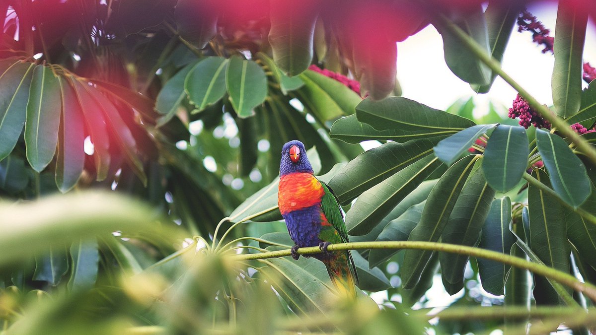FeelRelaxedMus's tweet image. Some Parrots are so colourful it&apos;s almost as if nature created them as a work of art. It&apos;s a shame we don&apos;t have any parrot emojis! Can you find any?