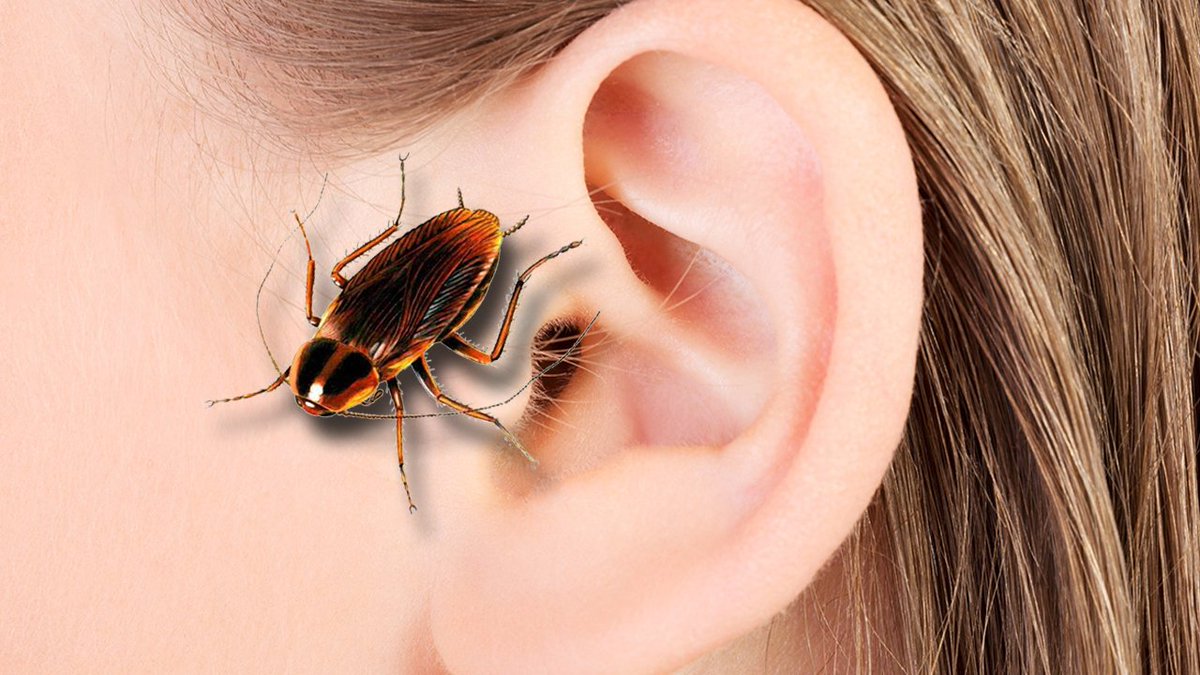 Roach lays egg in Florida man's ear bit.ly/2soqK1o?utm_so… https://t.co/lL3g7tGPrl