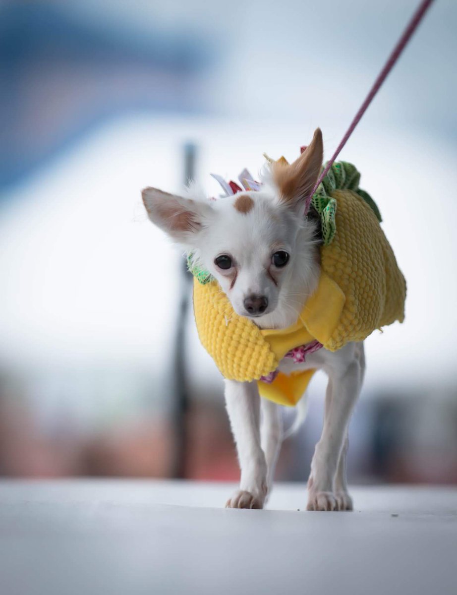 Can't wait for our Chihuahua Beauty Pageant. #chicagodogs