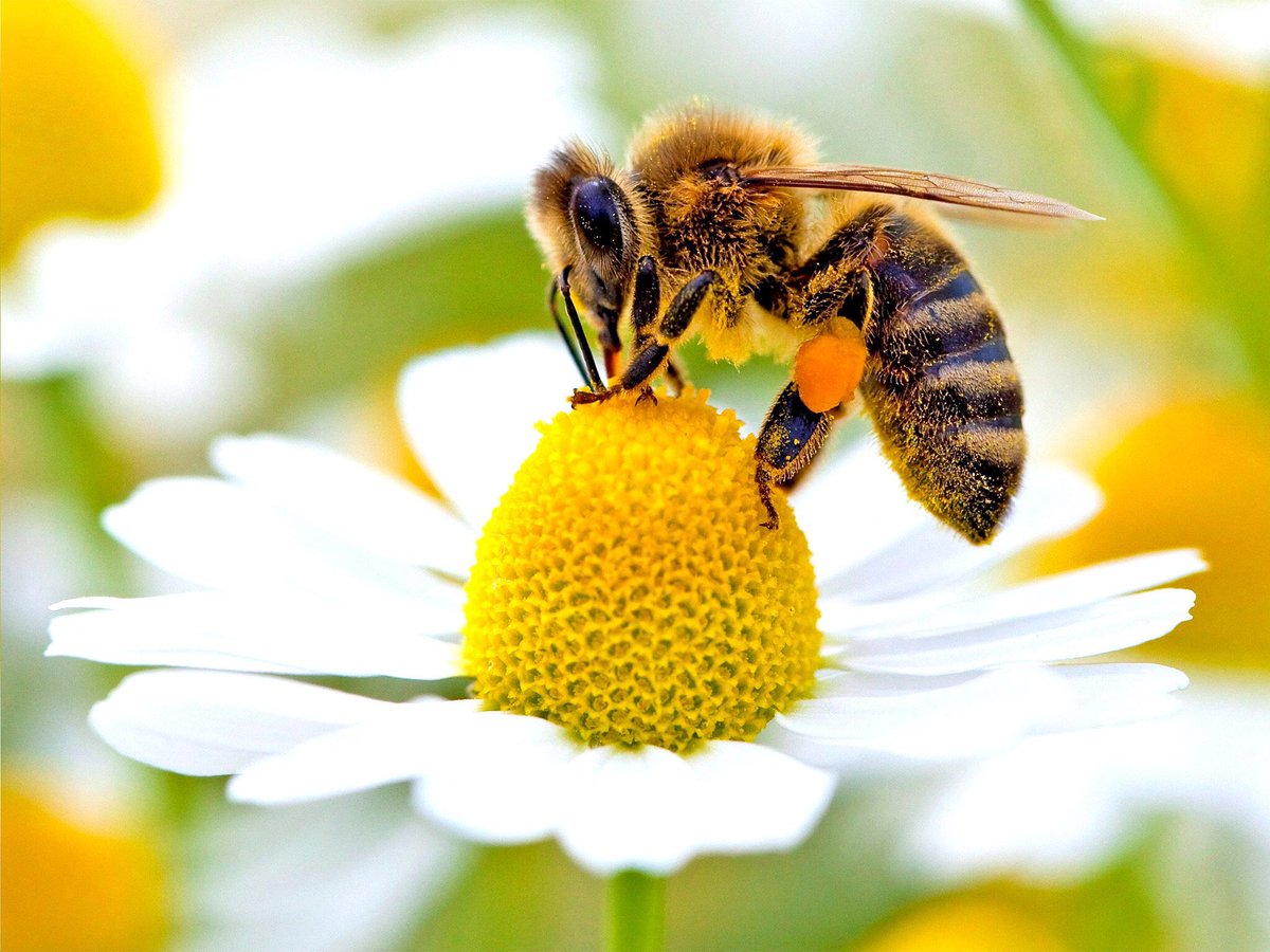 foh2010inc's tweet photo. A world without bees is a world without... 🍎 Apples 🍒 Cherries 🍫 Chocolate ☕️ Coffee 🍯 Honey 🎃 Pumpkins 🍉 Watermelons  Our future of food depends on bees 🐝🐝 #bees #milliontreeshaiti #haitireforestationcannotwait #climatchange  #friendofhaiti2010 https://t.co/sIABckQx3Z https://t.co/WhfIHe55kN