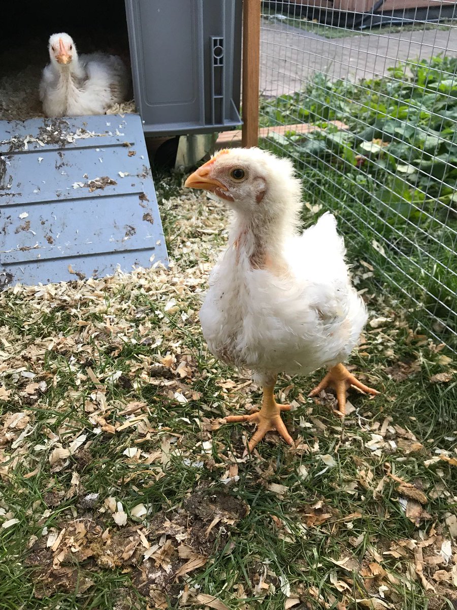 Lees hier de reacties op de oproep van #pvdd van 3 doehetzelfkip deelnemers: mailchi.mp/5648b85a16ed/p…