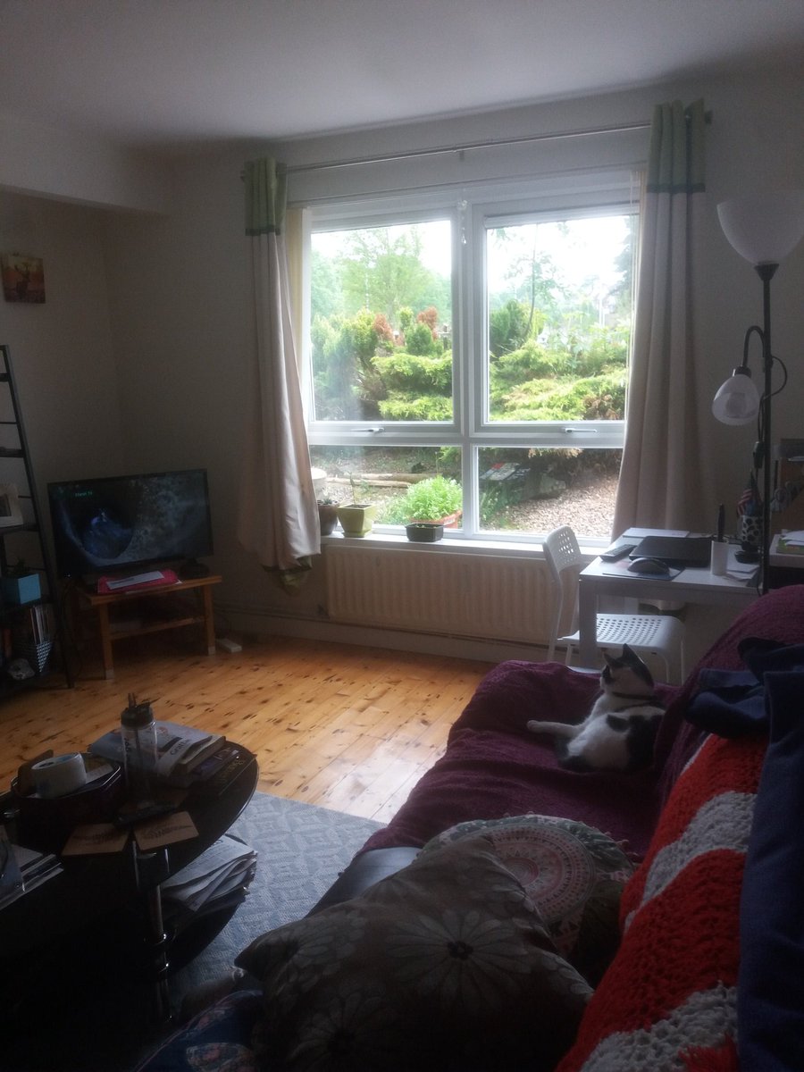 sreneallison's tweet image. Mister T watching the marsh tits on the red button 
#Springwatch 
#BBCRedButton 
#CatsOfTwitter