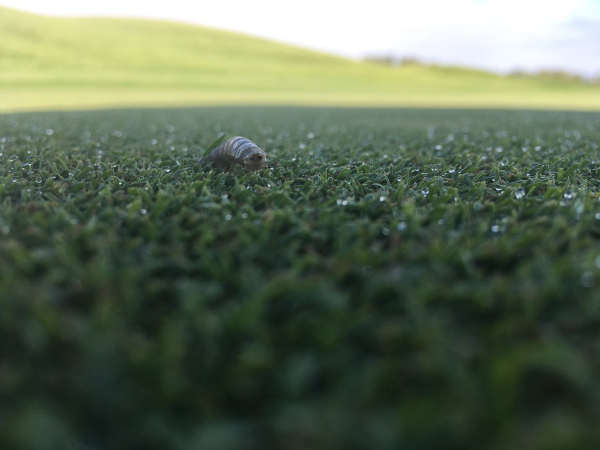 Found this little guy moving around this morning!!