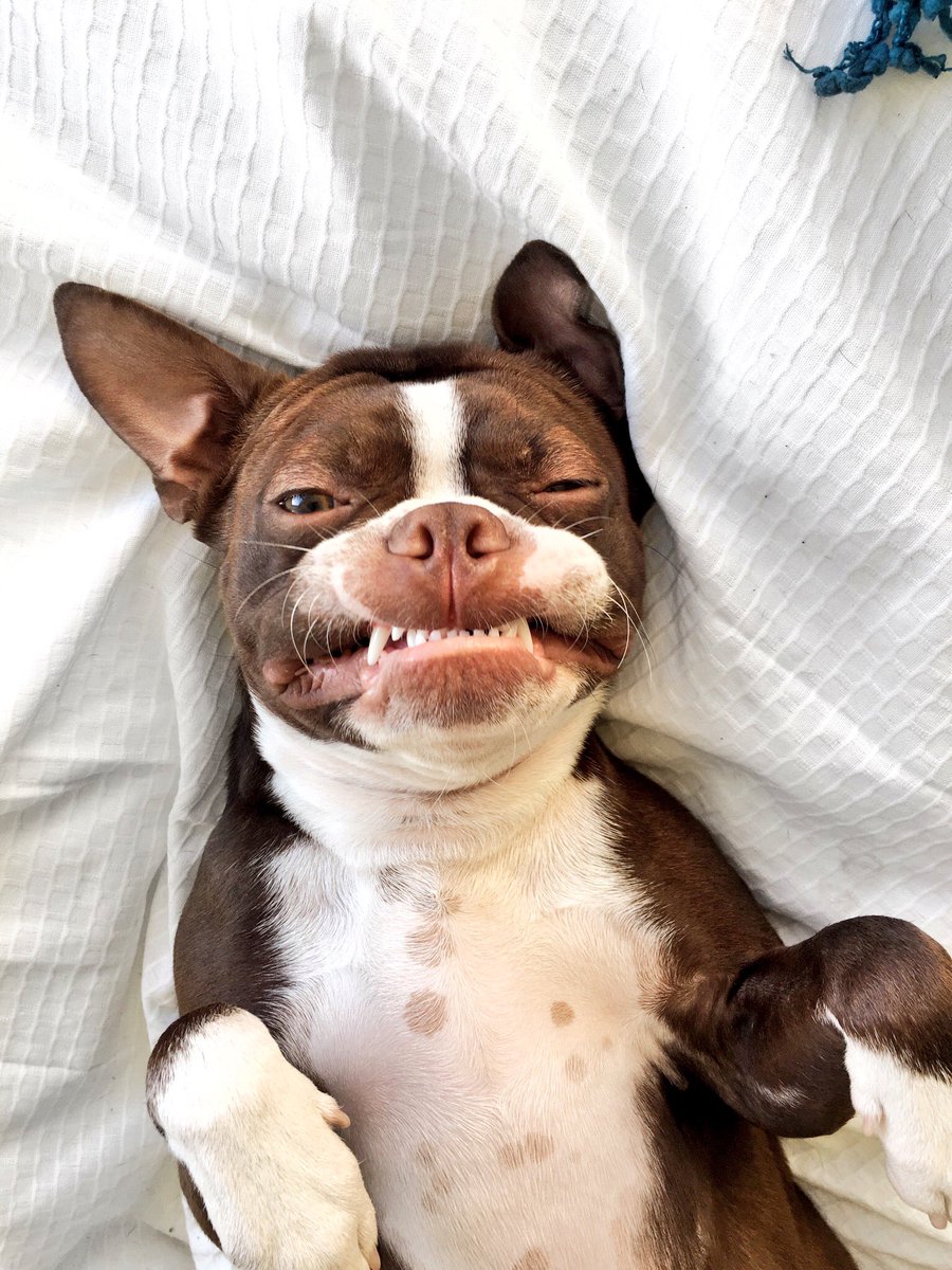 Happy #NationalSmileDay from Frank! 😁😊