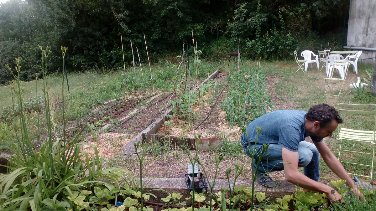 il est beau le potager de Lisode! Pas vrai <a href="/jer_lisode/">Jean-Emm. Rougier</a> ?#PauseMidi #Montpellier #jardiner #BonnesFraises