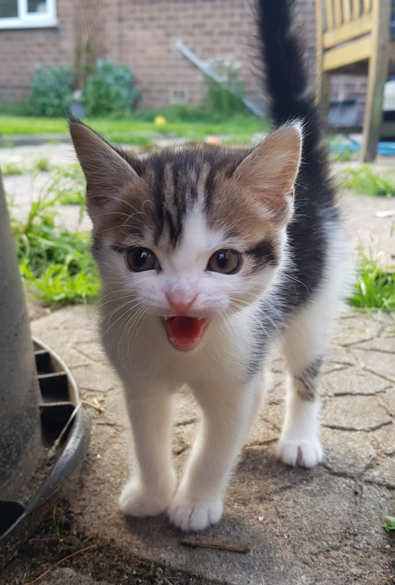 DealerCat's tweet photo. Oh my god. It's fucking mental! https://t.co/U481EgJwOw