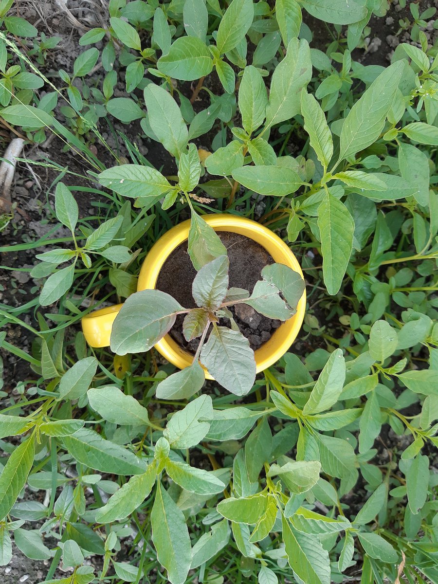 #waterhemp vs. Redroot Pigweed (in cup). Notice leaf shape differences at this stage. Waterhemp; smooth, long, shiny leaves. Pigweed; hairy, short, stout. #ontag <a href="/randersonBASF/">Richard Anderson</a>